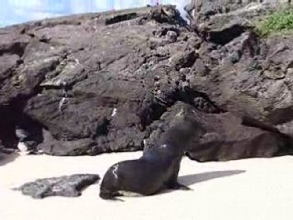 lion de mer aux iles galapagos