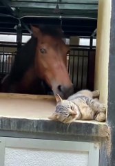 Cute pets and funny animals – trending video guaranteed to make you smile