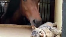 Cute pets and funny animals – trending video guaranteed to make you smile