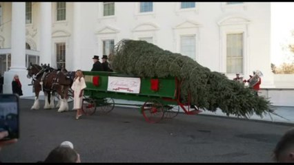 Melania Trump riceve l'albero di Natale alla Casa Bianca