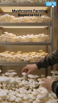 Mushroom Farming Business Idea Indoor Mushroom Growing for Profit Start Oyster Mushroom Farming #mushroomfarming #oystermushrooms #agrobusiness #smallfarmideas #foodbusiness2025 #growmushrooms #indoorfarming #highprofitbusiness #craftlyvibes