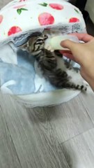 Jamais vous n'avez vu de chaton aussi pressé de manger !