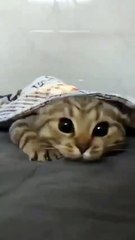 Funny Cat 😻🐈 #shorts #cat #funnycats #kitten #babycat #kitty