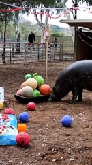 The World’s Oldest Pygmy Hippo Celebrates 52nd Birthday With a Hungry, Hungry Hippos Themed Party