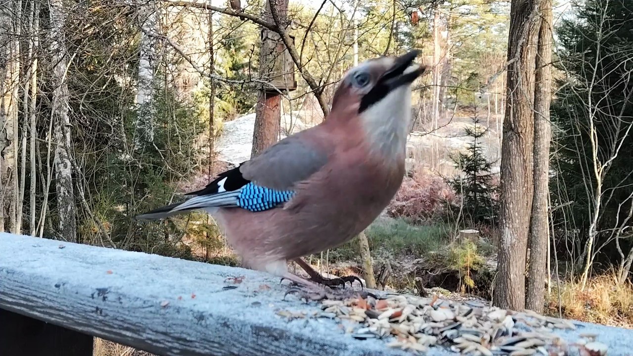 European Red Squirrel and some Nordic Birds Feeding after a Frosty Night