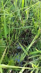 Equipes buscam homens perdidos em vegetação entre Altônia e São Jorge do Patrocínio