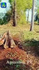 Lovely animal SokYaa, OG, Pao Mom Are Famous Around The World #shorts #anime #trend #edit