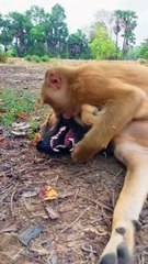 Good Job Best SokYaa, OG, Pao & Mom Are Famous Around The World #shorts #anime #trend #edit