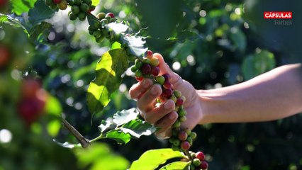 Café Granja La Esperanza, la finca colombiana que lleva el café de especialidad al mundo