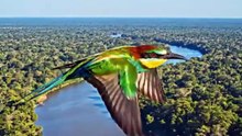 COMMON FOREST BIRDS
