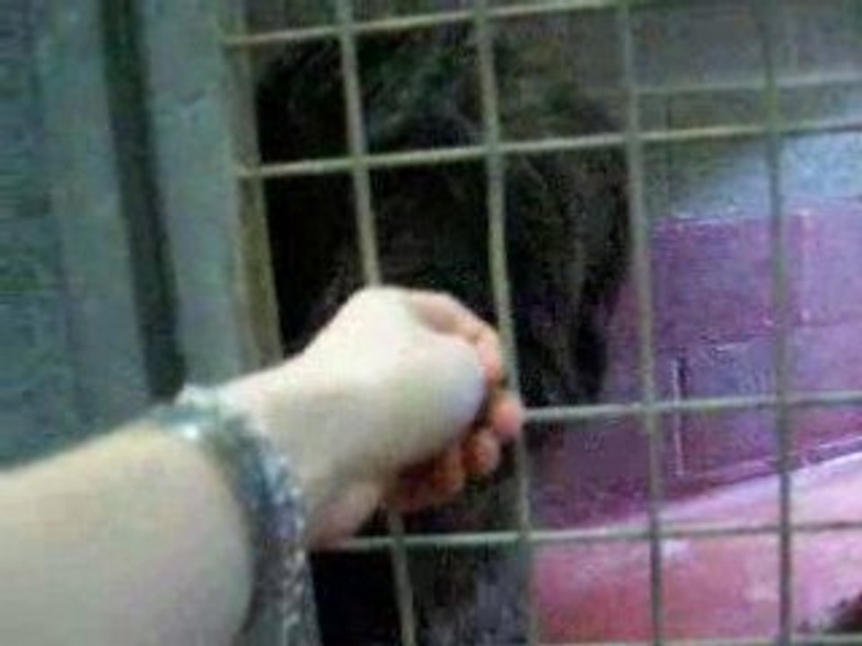 bouvier des flandres