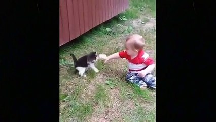 #cutecat #cutecattv #cat Cute Baby Cats Video Compilation Cute Moment Of The Cats24 Cute Cat TV