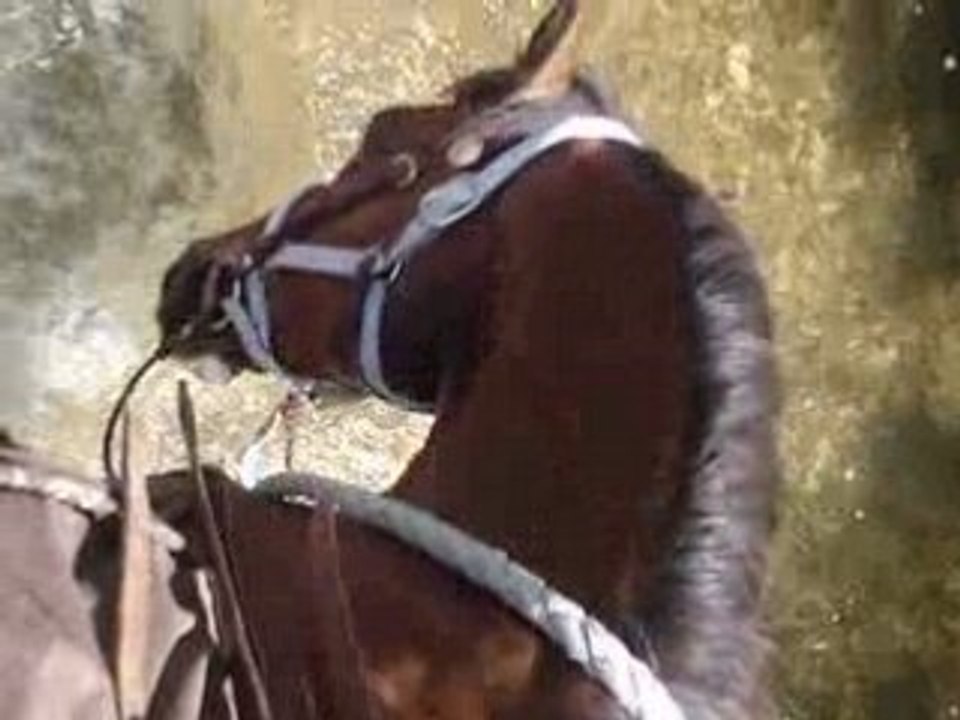 Cambell dans la rivière