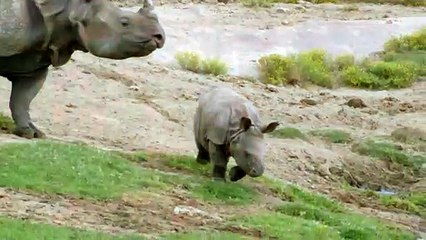 What Do You Call a Group of Rhinos? And How Do They Handle Newcomers?.mp4