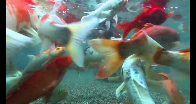 Beautiful Gold fish, Fish Aquarium setup, Gold Fish tank setup. #shorts #viral #fish