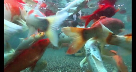 Beautiful Gold fish, Fish Aquarium setup, Gold Fish tank setup. #shorts #viral #fish
