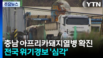 국내 최대 양돈 사육지 충남 아프리카돼지열병 발생 / YTN