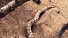 Bu küçük çöl yılanı