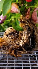 Year-Round Tips for a Flourishing Garden