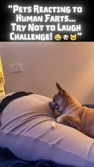 “Pets Reacting to Human Farts… Try Not to Laugh Ch