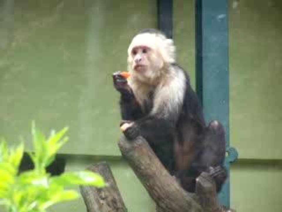 Le singe et son orange