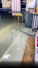 น้ำท่วมหาดใหญ่ 2568 ชาวบ้านหนีน้ำไม่พอ ยังต้องผวากับงูที่ไหลมากับน้ำอีก