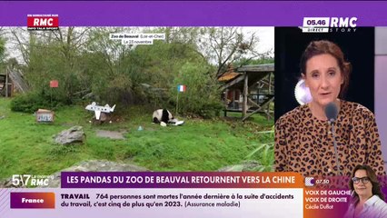 Le portrait du jour : Les pandas du zoo de Beauval retournent vers la Chine - 25/11