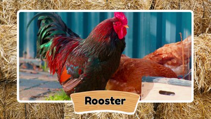 Learn About 30 Amazing Farm Animals for Kids | Preschool Learning Video