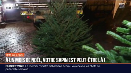 Après 13 ans à Beauval, les deux pandas géants regagnent la Chine