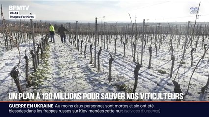 Aléas climatiques: un plan à 130 millions d'euros annoncé pour venir en aide aux viticulteurs