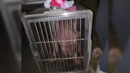 화순 투견 의심 장소 적발 [앵커리포트] / YTN