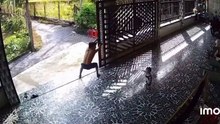 Terrifying Moment: Gate Collapses on Man and Toddler While Playing!