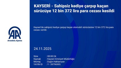 Sahipsiz kediye çarpıp kaçan sürücüye 12 bin 372 lira ceza