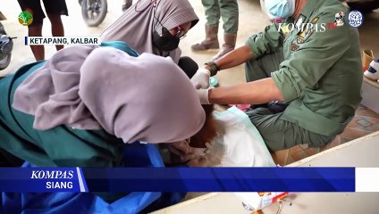 Haru! Bayi Orangutan Diselamatkan dari Penambang Emas Ilegal di Ketapang | KOMPAS SIANG