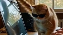 Cat playing with Laptop #shorts