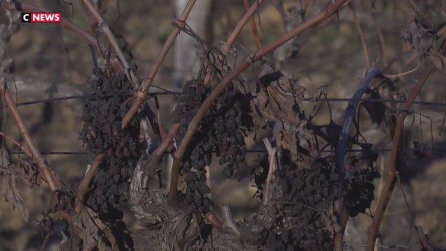Incendie dans l'Aude : quatre mois après, le cauchemar de certains viticulteurs