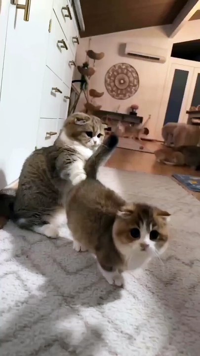 Funny cat 🙈🙈😛🤣🤣 #shorts