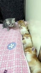 Cute kittens _ Funny Kitty 😍❣️ #shorts