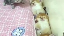 Cute kittens _ Funny Kitty 😍❣️ #shorts