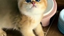 So Sweet Cat 😻😘😘 #shorts