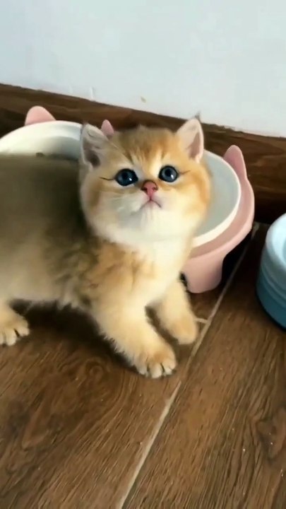 So Sweet Cat 😻😘😘 #shorts