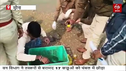 कटने जा रहे थे 17 कछुए, 3 दिन में किस्मत का पासा पलटा, अब चंबल की लहरों में जिंदगी आबाद