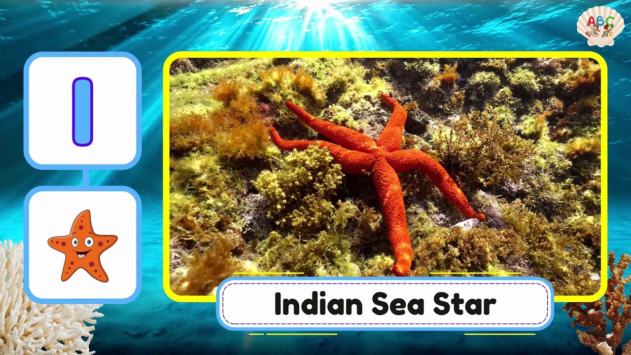 Sea Animal Alphabet from A to Z | Learn the Alphabet with Sea Animals from A to Z