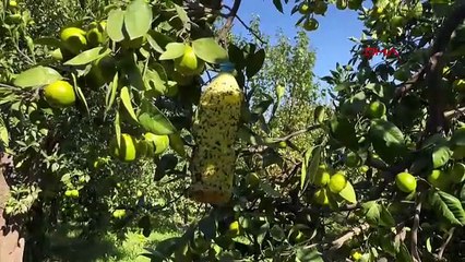 Liseli öğrencilerin projesi sebze ve meyve tarlalarının istilacısını yenmeyi başardı!