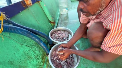 Gulf Waters Unleashed: Chasing the Ultimate Deep-Sea Catch