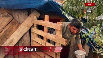 Osmaniye’de mavi yumurtlayan tavukları tişörtün içine koyarak çaldı