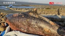 只剩50隻台灣白海豚-1！「城垛」擱淺彰化伸港身亡
