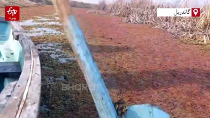 شللہ بگ ویٹ لینڈ میں مہاجر پرندوں کی آمد، آلودگی سے ویٹ لینڈ کا ماحولیاتی نظام متاثر