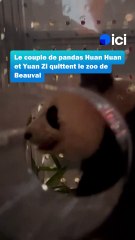 Zoo de Beauval : le couple de pandas quittent le parc animalier où ils vivaient depuis 13 ans.