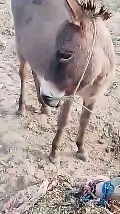 Funny 🤣🤣🤣 video 📷
